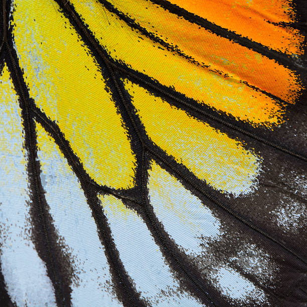 istock yellow and orange butterfly wing 479155716