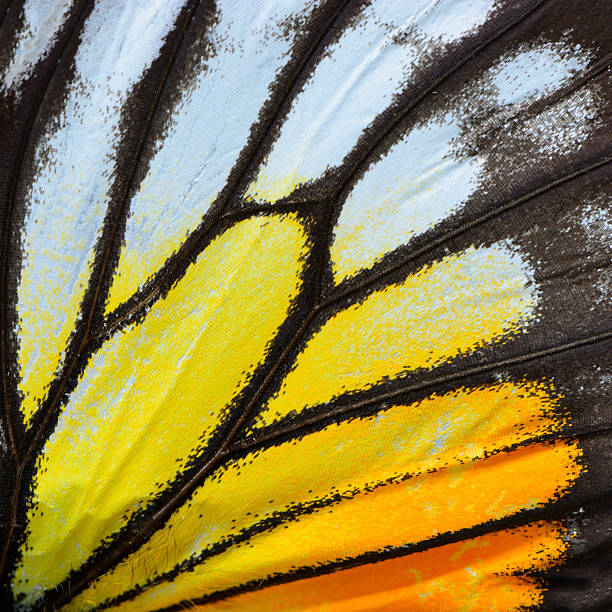 istock yellow and orange butterfly wing 479155718