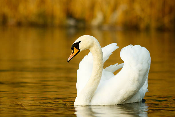 Swan on the lake stock photo