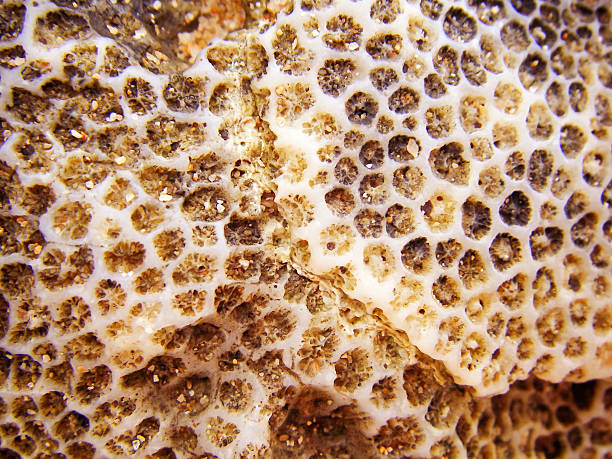 istock Texture formed by the corals in coastal limestone. 479156018