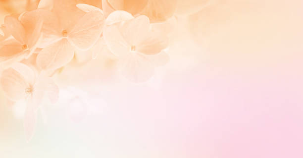 istock sweet color hydrangeas in soft and blur style 479156252