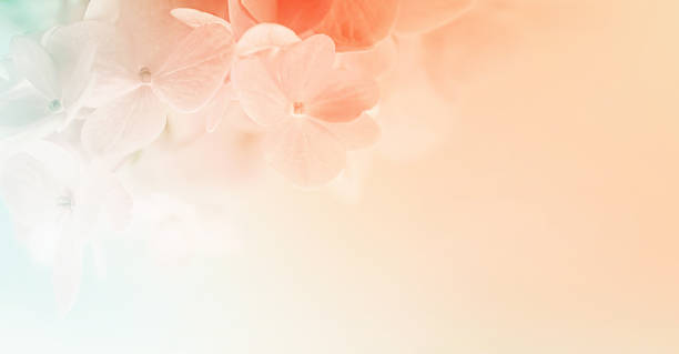 istock sweet color hydrangeas in soft and blur style 479156274