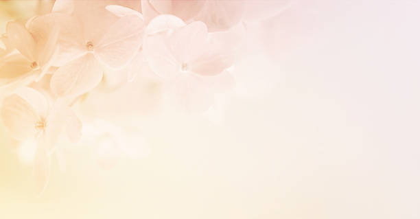 istock sweet color hydrangeas in soft and blur style 479156290