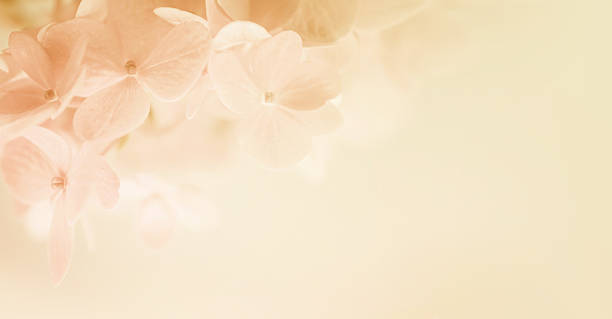 istock sweet color hydrangeas in soft and blur style 479156306