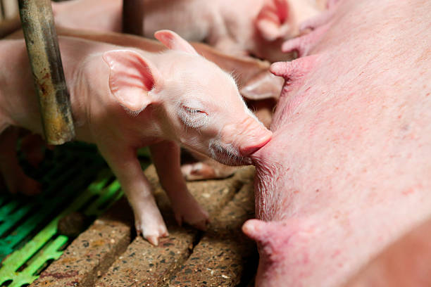 istock Little piglets suckling their mother 479156492