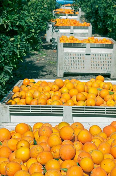 istock Harvested oranges in southern California 479156879