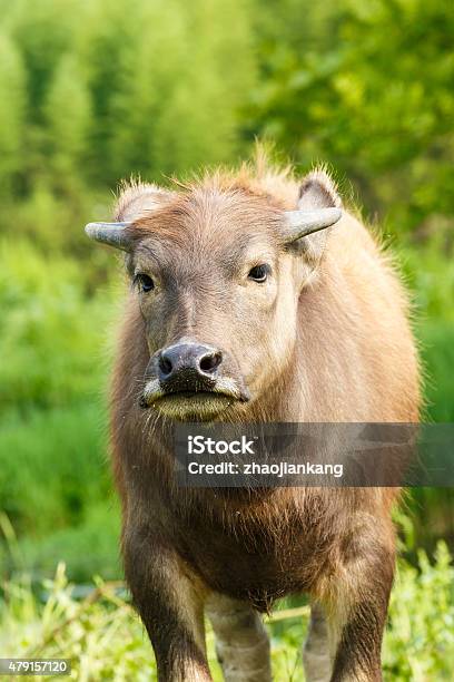 Water Buffalo In The Farm Stock Photo - Download Image Now - 2015, Agricultural Field, Agriculture