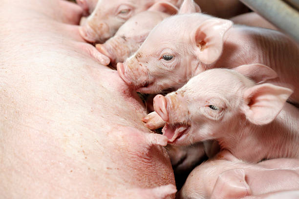istock Little piglets suckling their mother 479157482