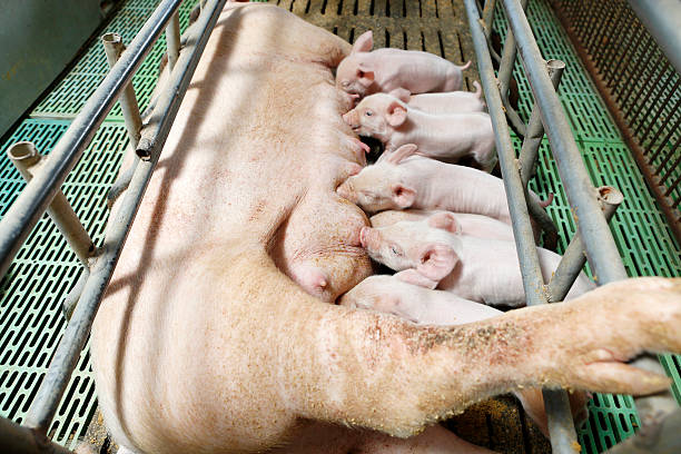 istock Little piglets suckling their mother 479157492