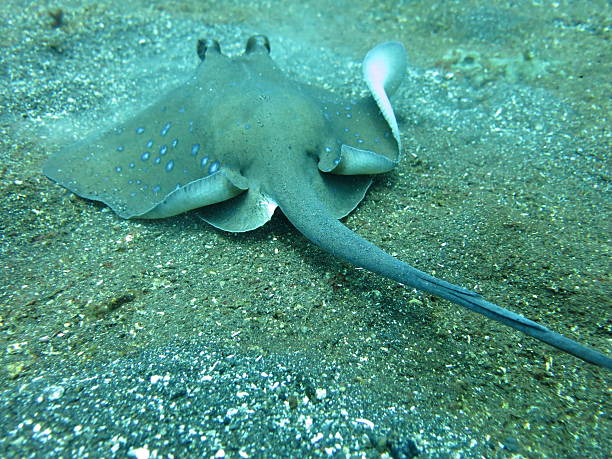 istock Blue spotted ray swimming  amongst coral 479157536