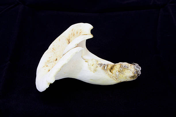 istock Mushroom Lactifluus piperatus 479157650