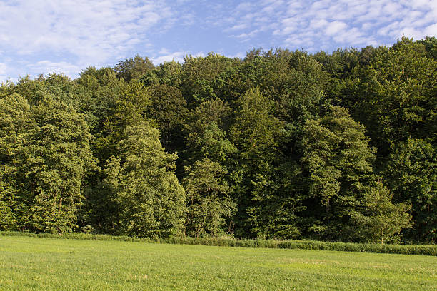 istock Summer landscape in Bavaria 479157992