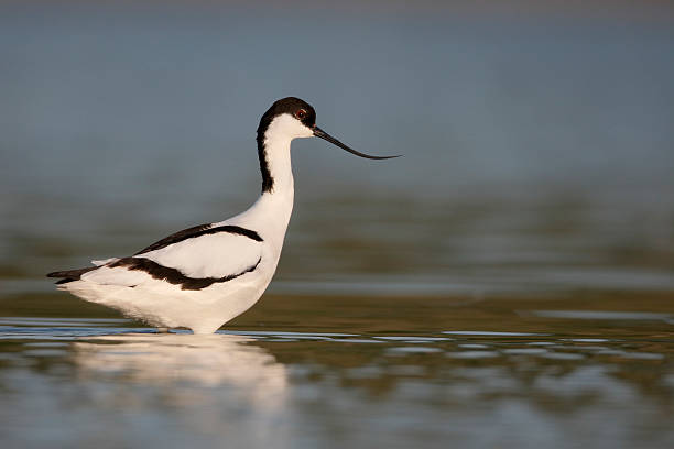 istock Avocet, Recurvirostra avosetta 479158310