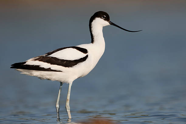 istock Avocet, Recurvirostra avosetta 479158320