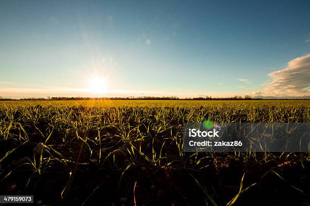 Sunset On The Green Fields Stock Photo - Download Image Now - Agricultural Field, Agriculture, Blue