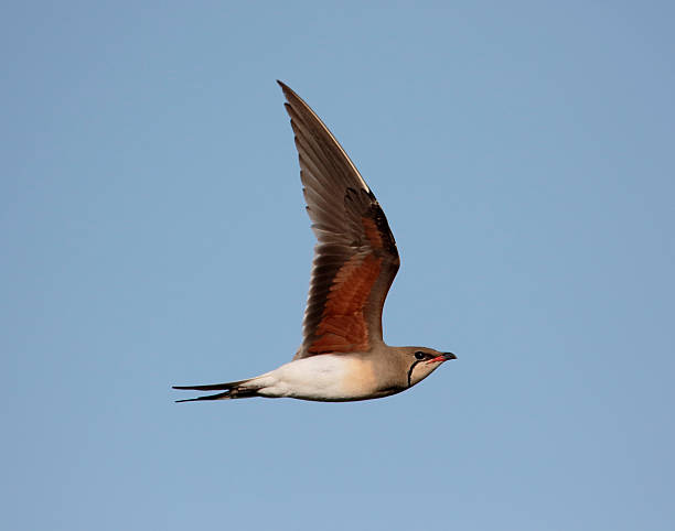 istock Collared pratincole, Glareola pratincola 479161114