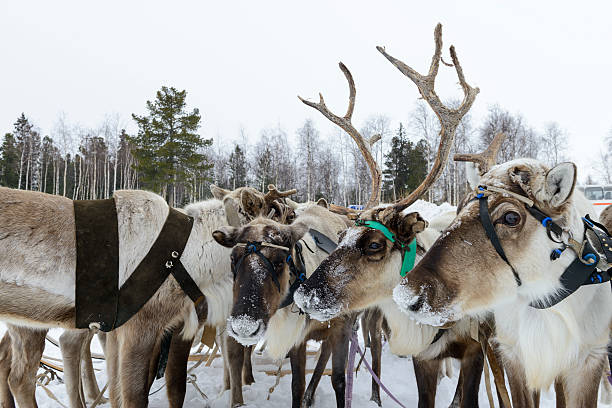 istock team of northern deer 479161318