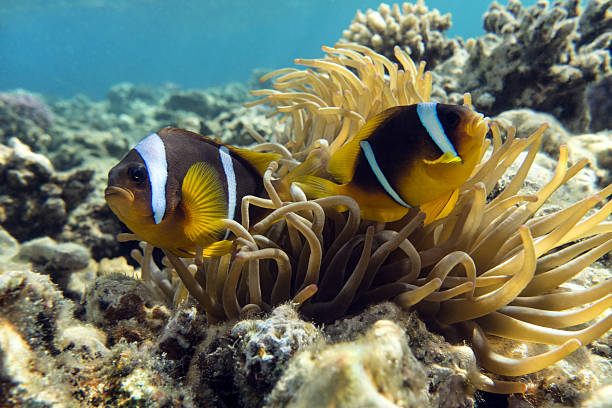 istock Anemone fish (Amphiprion bicinctus) ) in the background with anemone. 479162156