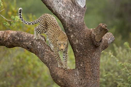 African Leopard climbing down tree in South Africa