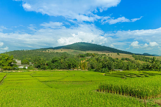 istock Rice field in Thailand 479164980