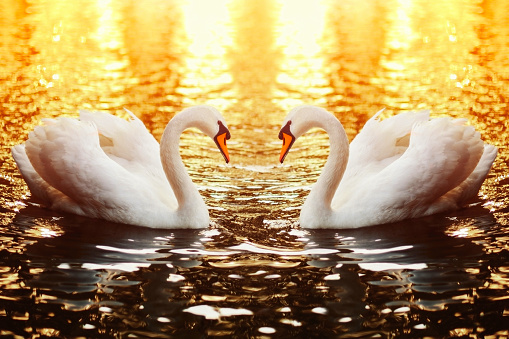 Swan couple swimming on lake at sunset