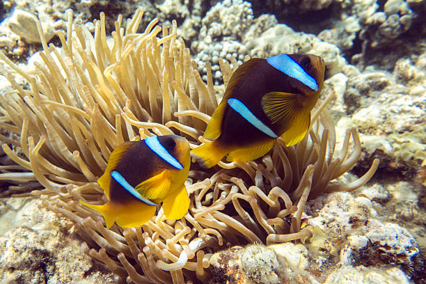 istock Anemone fish (Amphiprion bicinctus) ) in the background with anemone. 479165352