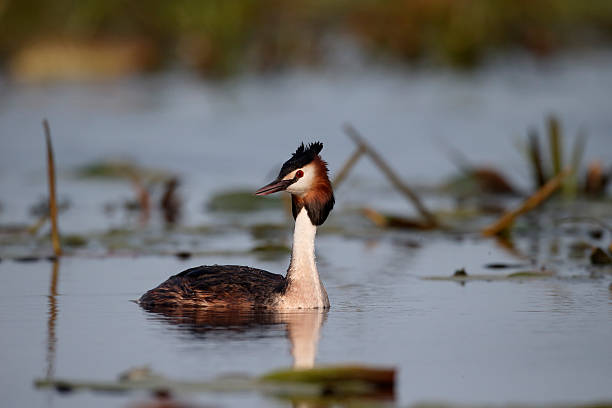 istock Great-crested grebe, Podiceps cristatus 479165682