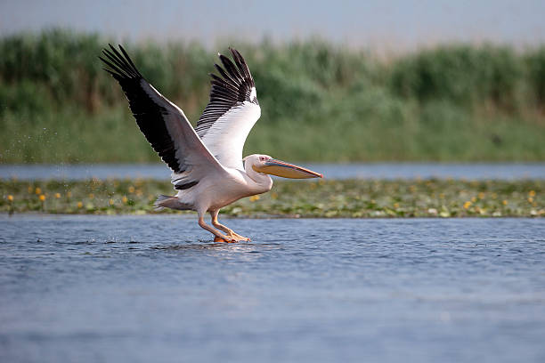 istock Great-white pelican, Pelecanus onocrotalus 479165690