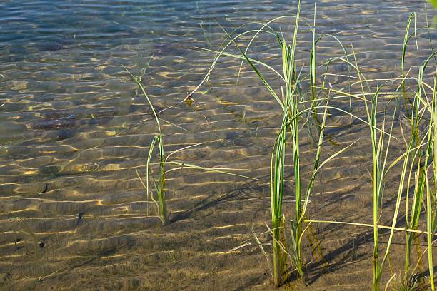 istock water with a sandy bottom and green grass 479165980