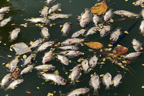 istock dead fish floated in the dark water. 479166118