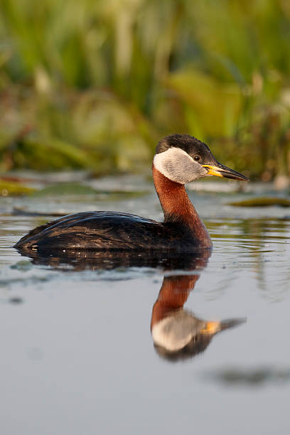 istock Red-necked grebe, Podiceps grisegena 479166230