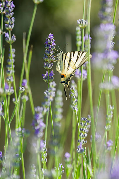 istock Scarce Swallowtail (Iphiclides podalirius) butterfly 479166244