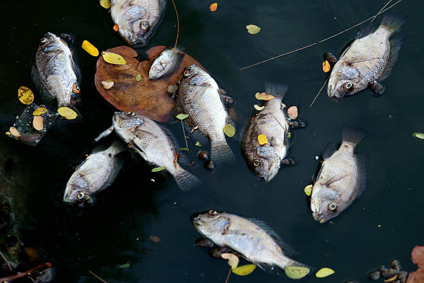 istock dead fish floated in the dark water. 479169054