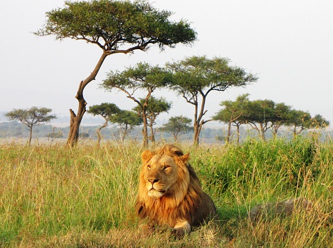 Lion - Savannah,Masai Mara National Reserve,Kenya