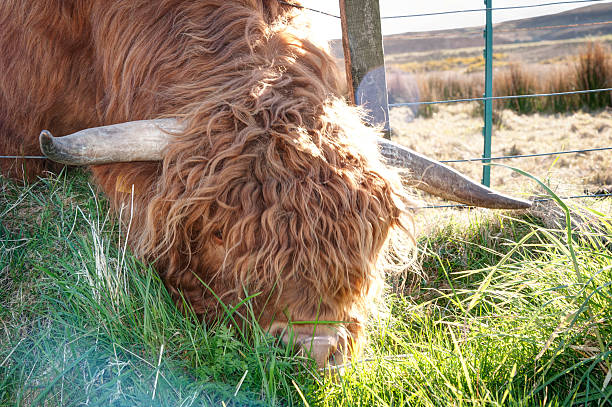 Highland bull feeding through a fence Highland bull - the Grass is greener on the other side agricultural themes stock pictures, royalty-free photos & images