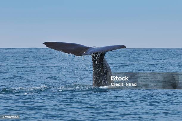 Sperm Whale Tail Stock Photo - Download Image Now - New Zealand, Whale, 2015