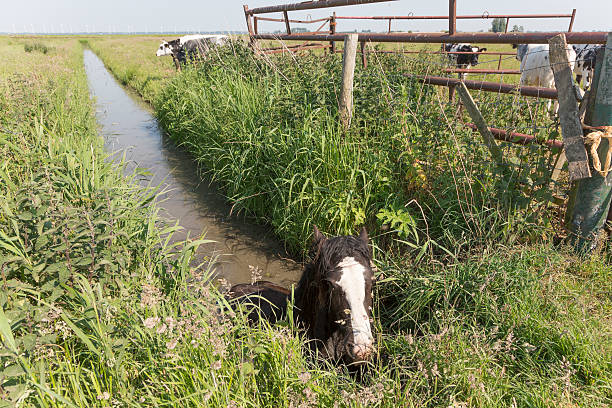 Horse stuck in a ditch in a polder in the Netherlands