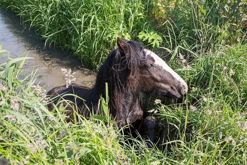 Horse stuck in a ditch in a polder in the Netherlands