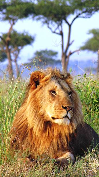 istock Lion - Savannah,Masai Mara National Reserve,Kenya 479170708