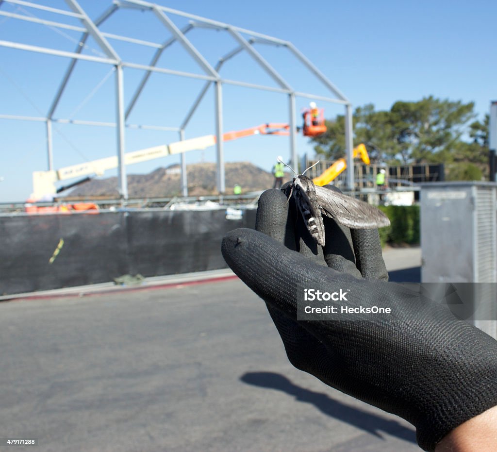 Moth in Hand with Black Gloves and Hollywood Sign Background A giant moth sits on a black gloved hand with Hollywood Sign in the background at Griffith Park in Los Angeles, California. Hollywood Sign Stock Photo