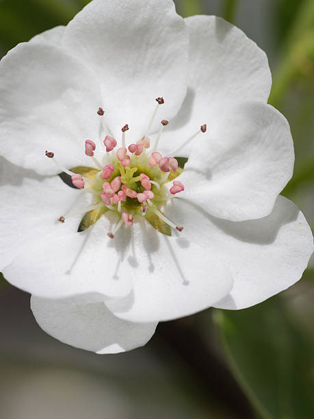 istock beautiful white flower pear 479171336