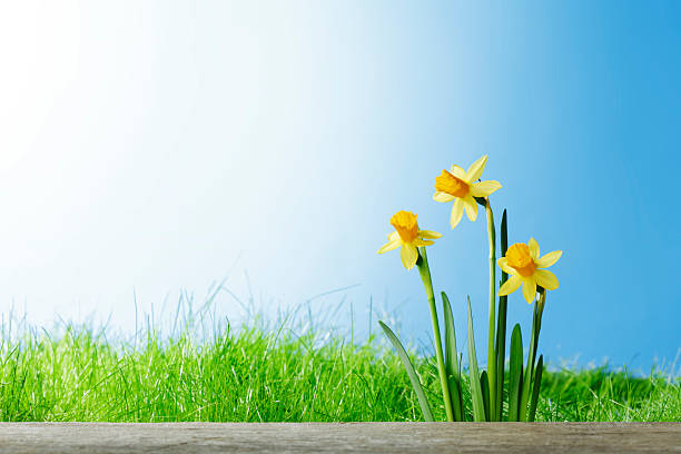 istock Daffodil flowers in the field 479172667