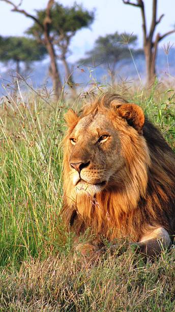 istock Lion in kenyan Savannah 479173504