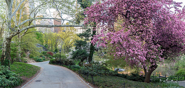 istock Prunus serrulata or Japanese Cherry 479174582