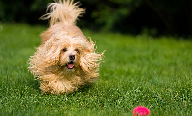 istock Happy orange havanese dog chasing a ball in the grass 479174978