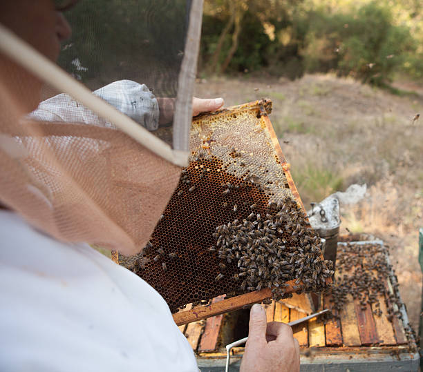 Beekeeping stock photo