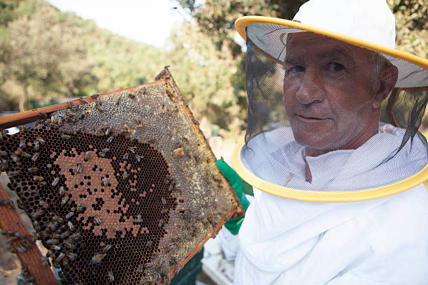 Beekeeping stock photo