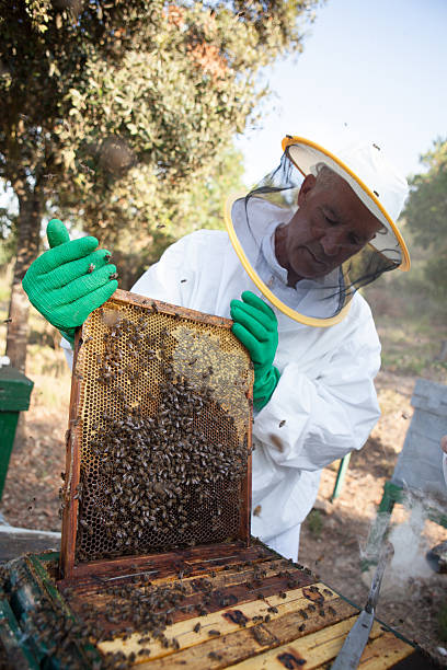 Bee farmer stock photo
