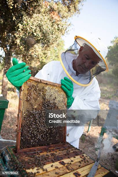 Bee Farmer Stock Photo - Download Image Now - 2015, Active Seniors, Adult