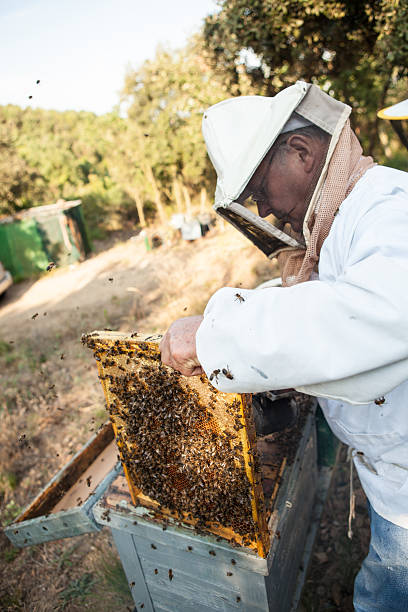 Bee farmer stock photo